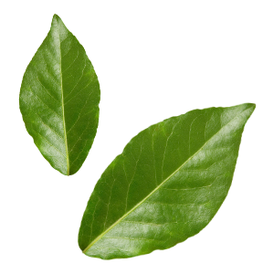 Leaf